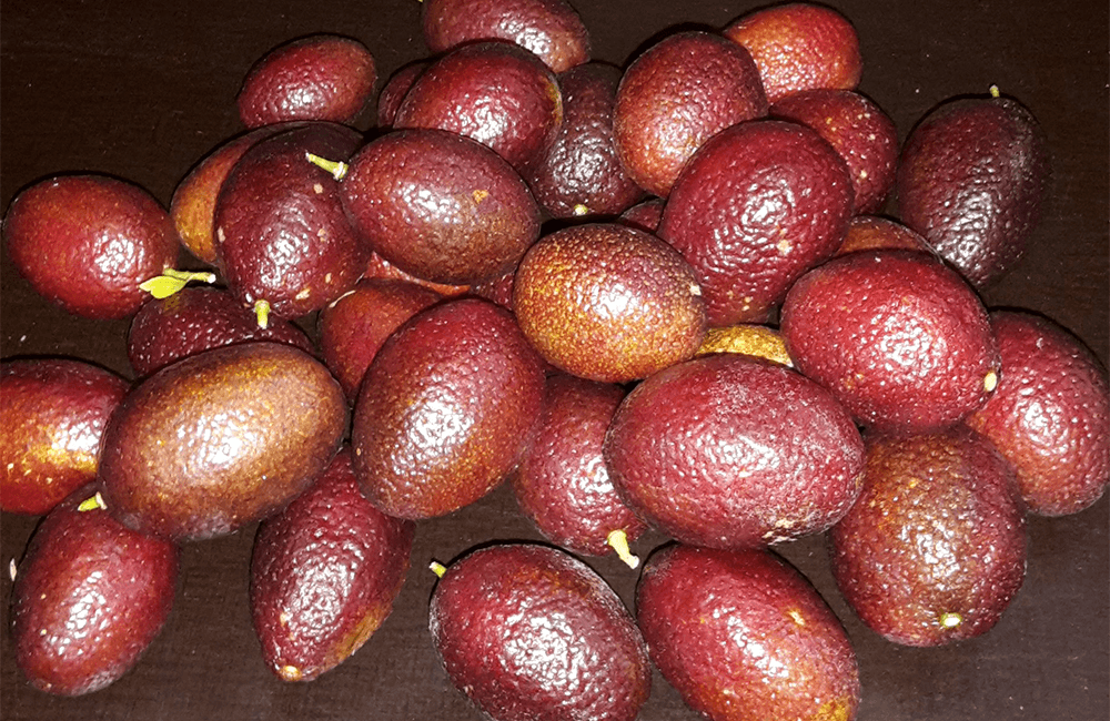 Australian Blood Lime