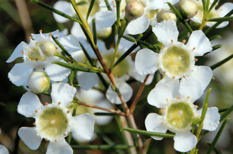 Wax Flower