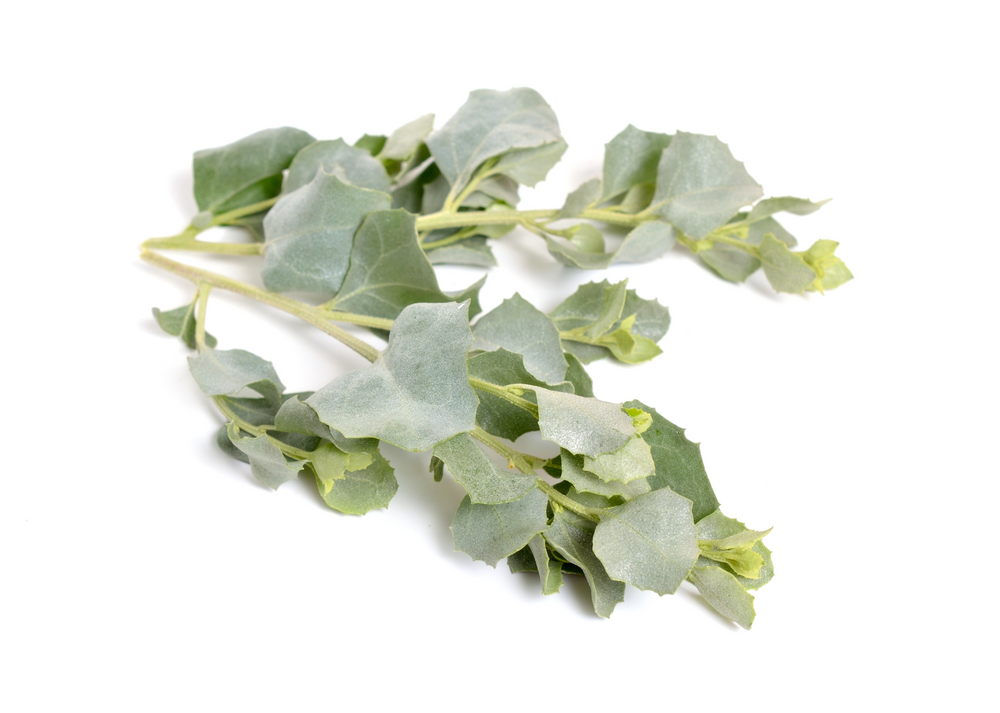 Saltbush