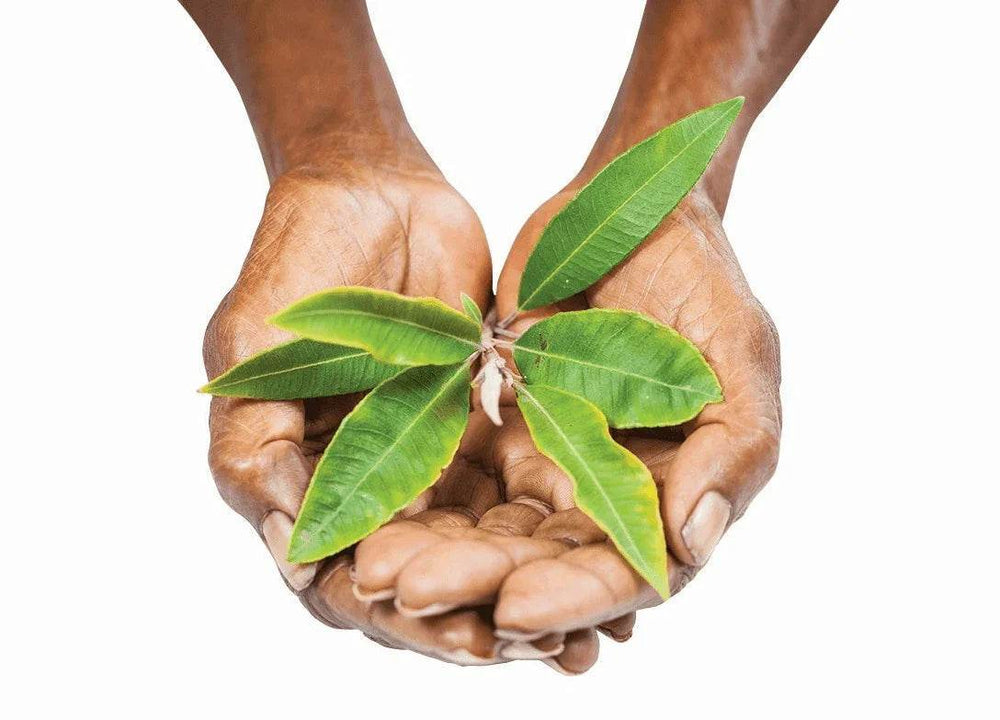 Outback Spirit Pure Native Herbs Bundle - The Herb and Spice Collection