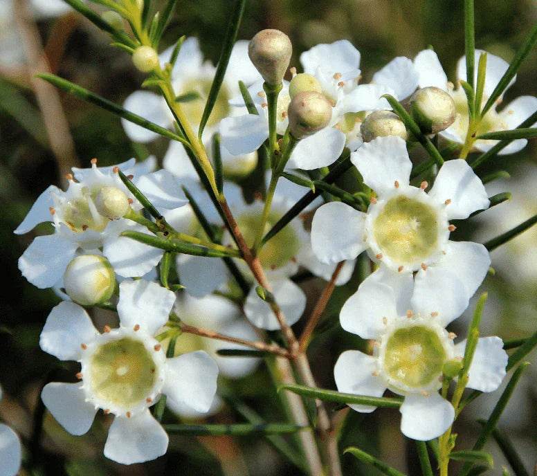 Geraldton Wax Flower Superfruit Powder - Outback Spirit