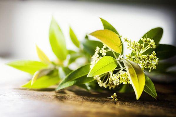 Fresh Lemon Myrtle leaves