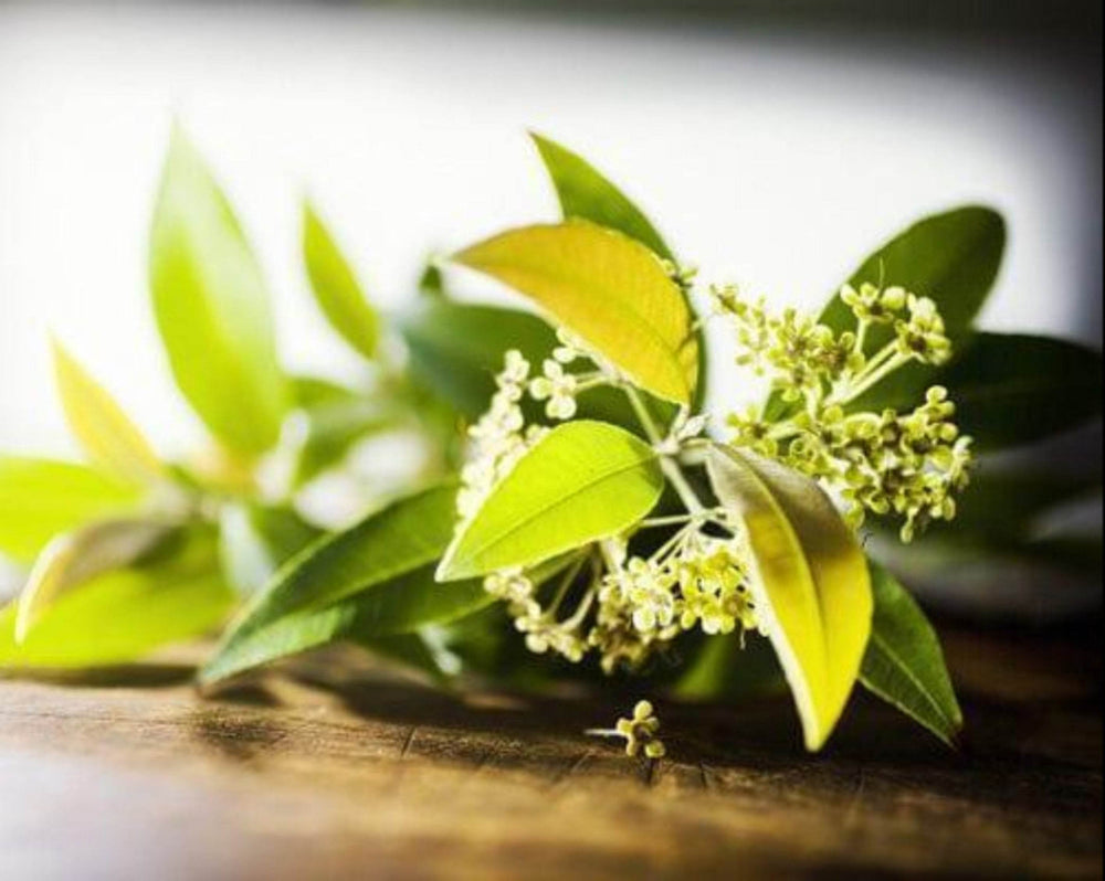 Outback Spirit Sauce Outback Tomato Chutney 285g - Carton of 6