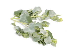 Saltbush 500g - Outback Spirit